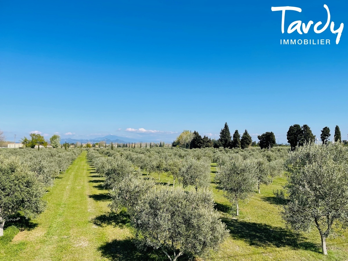 Proprit d'exception sur 14 ha - 84000 AVIGNON  - Avignon - proprit avec des Oliviers Provence