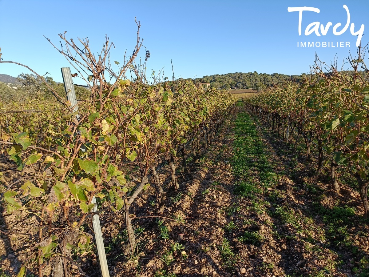 Ancienne maison vigneronne et ses 4,5 hectares de vignes - 83230 BORMES LES MIMOSAS  - Bormes-les-Mimosas - Maison  rnover avec vignes Bormes les Mimosas Var Tardy Immobilier