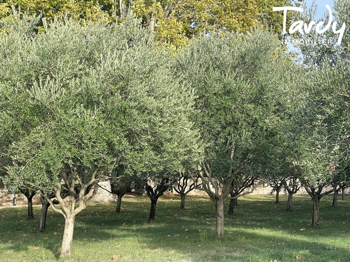 Domaine Templier Viticole, Evnementiel - 50 hectares - 83690 SALERNES - Salernes - Domaine champ d'oliveraie