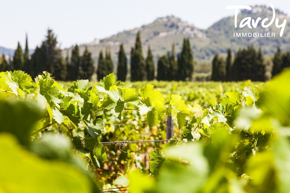 Domaine agricole au calme, avec piscine - 83400 HYERES - Hyres