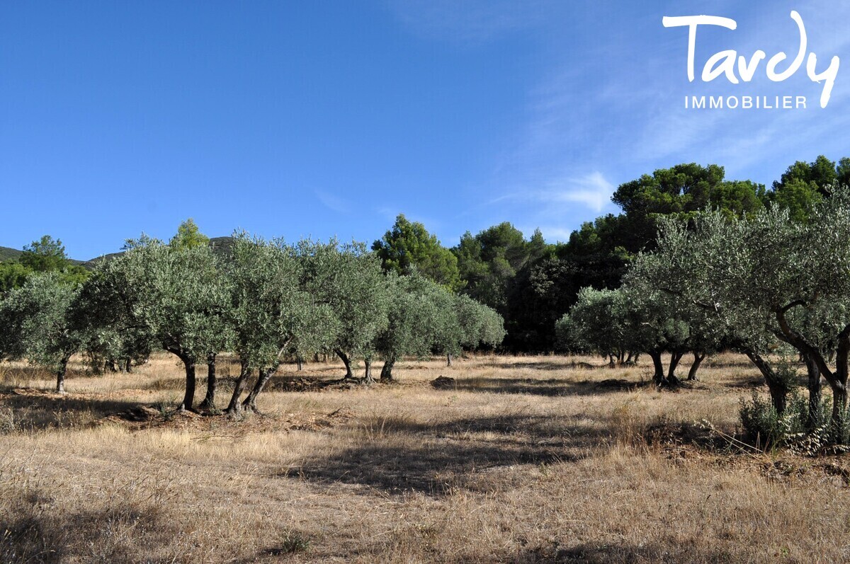 Ferme en pierre  rnover proche Lourmarin - 84360 LAURIS - Lourmarin - Projet de rnovation sur 1 hectare d'oliviers - 84360 Lauris - Tardy